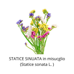 STATICE_SUONATA_in_MISCUGLIO